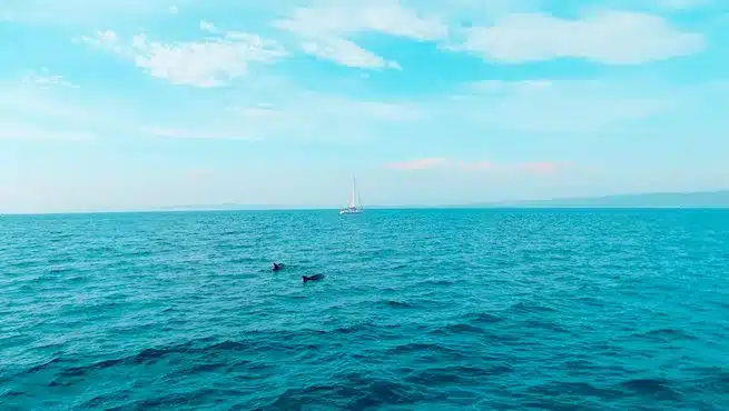 Eine ruhige Meereslandschaft mit leuchtend türkisfarbenem Wasser. In der Ferne segelt ein weißes Segelboot friedlich auf einem Segeltörn dahin. Weiter im Vordergrund ist eine Person zu sehen