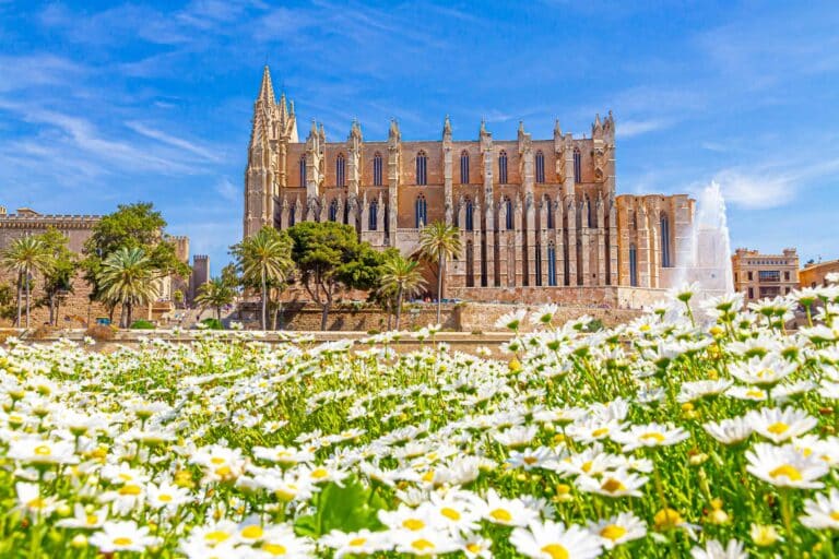 Ein leuchtendes Feld weißer Gänseblümchen im Vordergrund führt zu einer beeindruckenden gotischen Kathedrale unter einem strahlend blauen Himmel. Palmen umgeben das historische Gebäude und rechts ist ein Brunnen zu sehen. Die Szene, die an eine heitere Segelreise erinnert, strahlt Ruhe und historische Pracht aus.