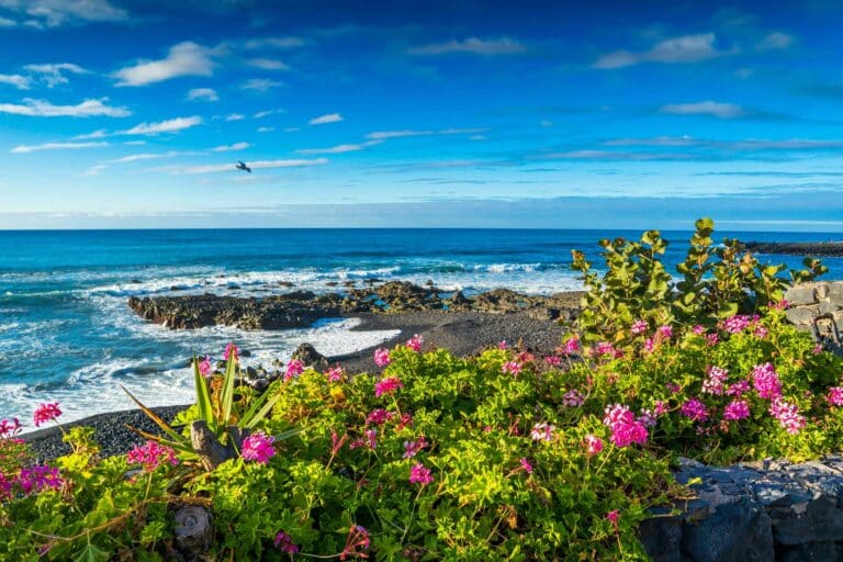 Eine lebendige Küstenlandschaft in den Kanaren zeichnet sich durch einen klaren blauen Himmel und Meereswellen aus, die sanft gegen eine felsige Küste schlagen. Der Vordergrund ist mit üppigem grünem Laub und leuchtend rosa Blüten gefüllt, was der Szene einen Kontrast verleiht. In der Ferne schwebt ein Vogel über dem Meer.