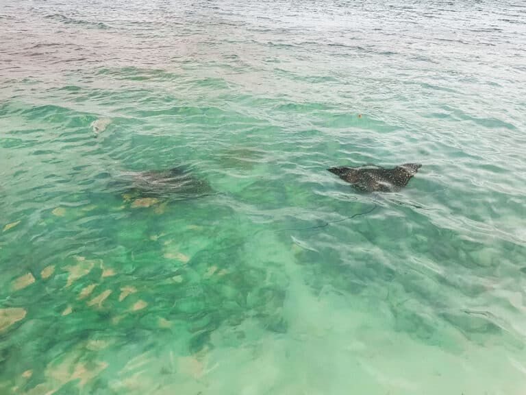 Zwei Stachelrochen gleiten durch das klare, seichte türkisfarbene Wasser in Ufernähe. Der Meeresboden ist durch das durchsichtige Wasser sichtbar und zeigt Sand- und Algenflecken. Die Szene strahlt eine friedliche, tropische Atmosphäre aus – ein einladendes Paradies, perfekt für ein ruhiges Segeltörn- oder Mitsegeln-Abenteuer.