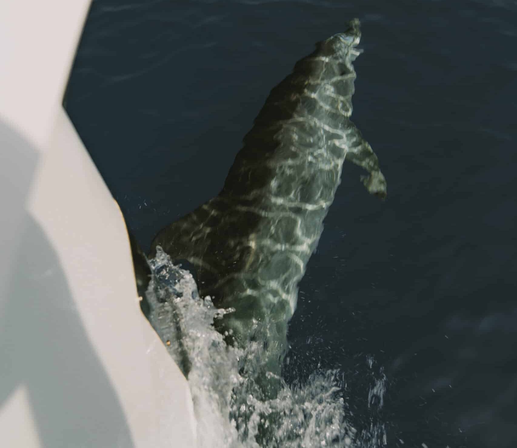 Ein Delphin schwimmt nahe der Oberfläche des dunkelblauen Wassers und ist neben dem Rand eines weißen Segelboots teilweise sichtbar. Der Körper des Delphins erzeugt ein Muster aus Licht und Schatten auf der Wasseroberfläche und verzaubert alle, die Segelabenteuer genießen.