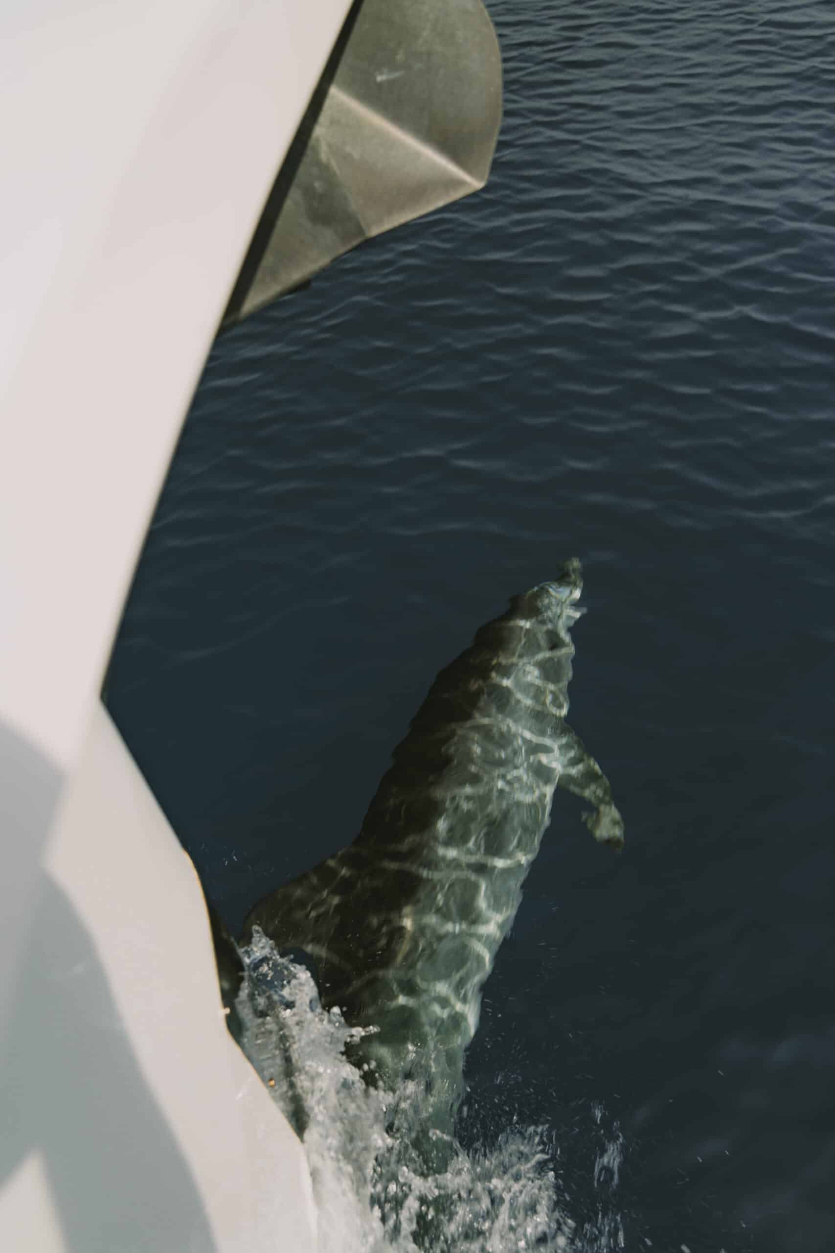 Ein Delphin schwimmt nahe der Oberfläche des dunkelblauen Wassers und ist neben dem Rand eines weißen Segelboots teilweise sichtbar. Der Körper des Delphins erzeugt ein Muster aus Licht und Schatten auf der Wasseroberfläche und verzaubert alle, die Segelabenteuer genießen.