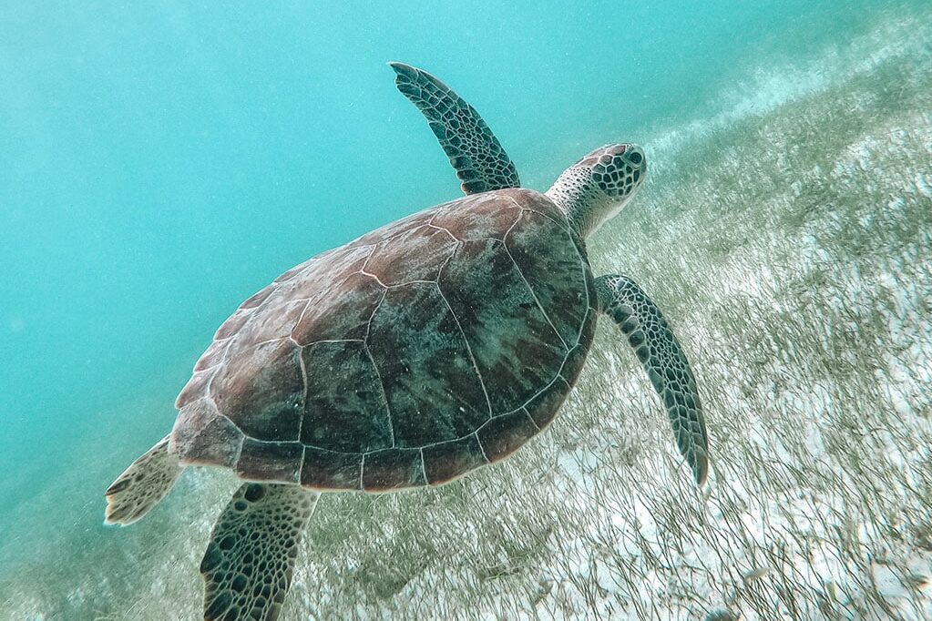 Ein Unterwasserfoto einer Meeresschildkröte, die in der Nähe des Meeresbodens schwimmt, der mit spärlichem Seegras bedeckt ist. Der Panzer der Schildkröte ist mit verschiedenen Mustern verziert und ihre Flossen sind ausgestreckt, während sie sich anmutig durch das klare, blaue Wasser bewegt. In der Nähe wirft der Schatten einer Segelyacht auf einer Segelreise eine faszinierende Silhouette.