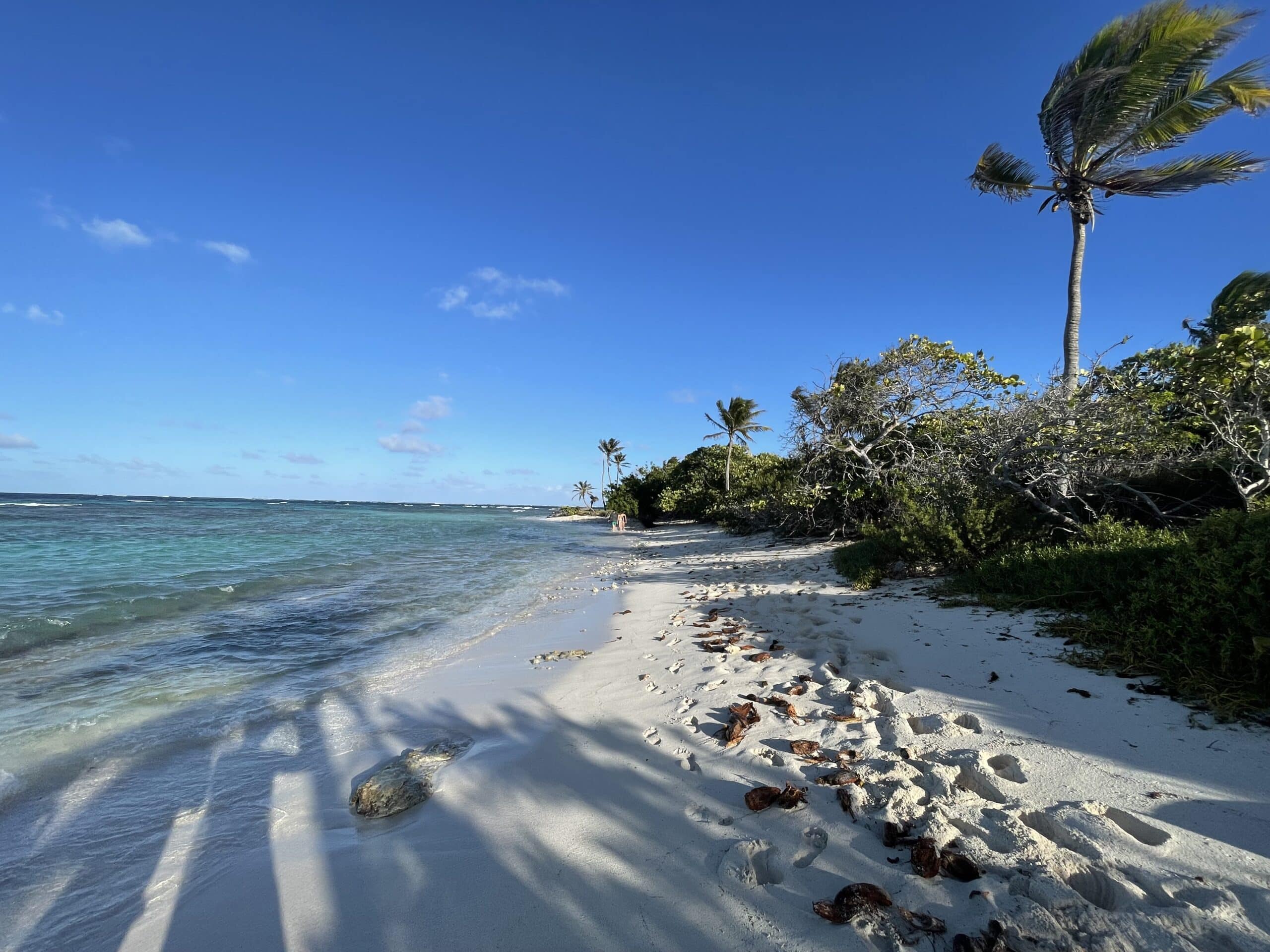 Youngline – English Version – Martinique - Image 3