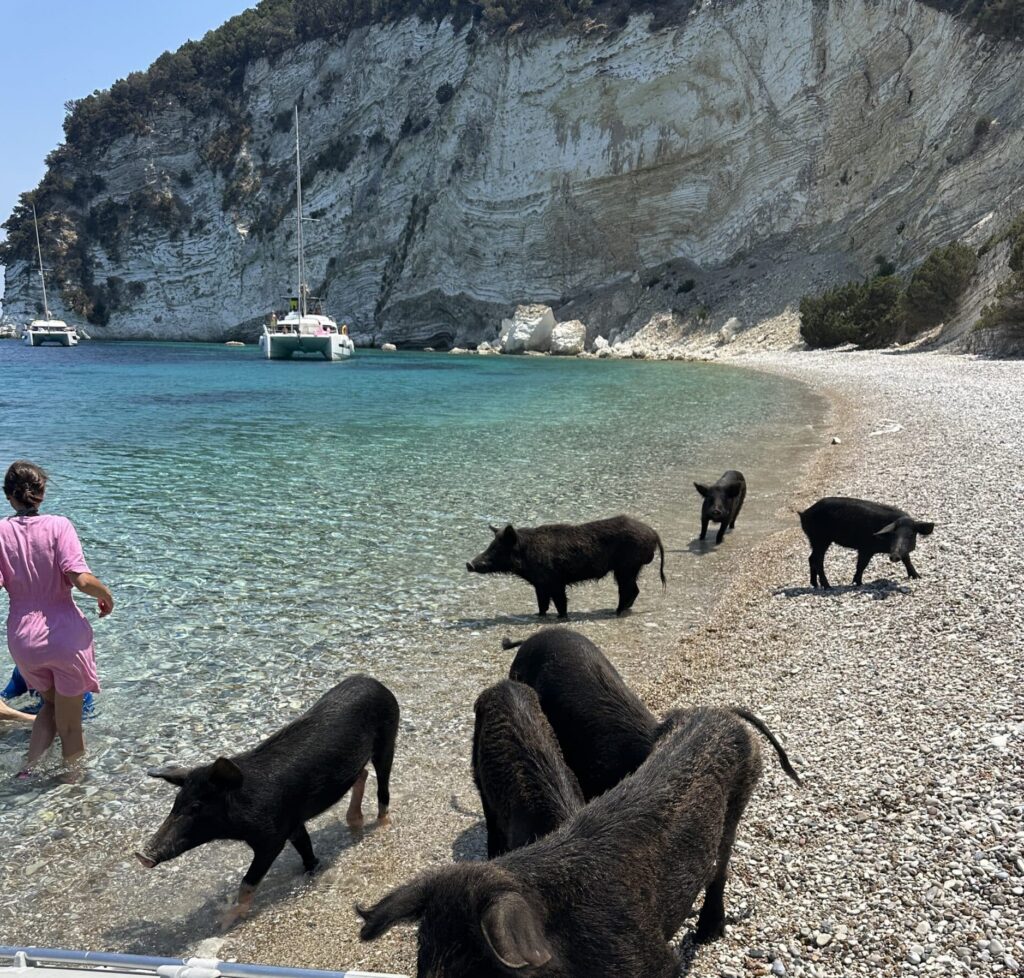 Wilde Schwarzschweine am Kiesstrand mit Katamaran im Hintergrund Griechenland Segeltörn sailwithus