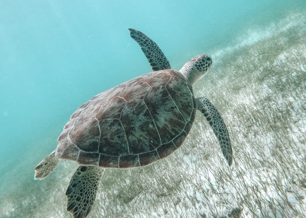 Protecting the marine environment